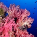 coral_soft_arch_v_0705_png1037.jpg